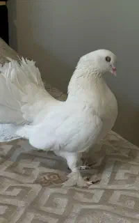 کبوتر دم چتری