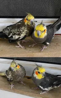 یک جفت عروس هلندی