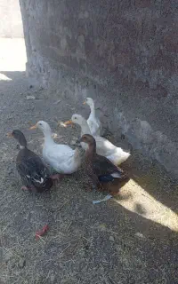 اردک محلی روستایی