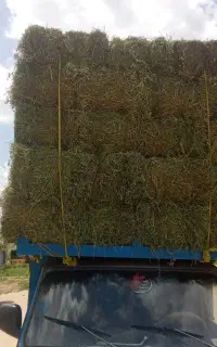 سلام یونجه درجه یک خالص