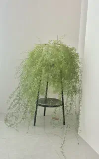 گل طبیعی زیبا