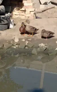 اُردک،اوردک
