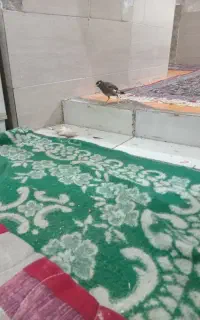 جوجه مینا
