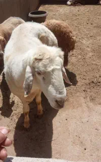 قوچ هترو