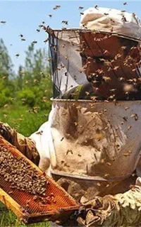فروش زنبور عسل کارنیکای سالم
