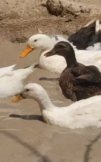 5اردک و4مرغ