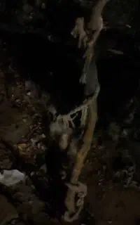 سگ شیتزو واگذاری
