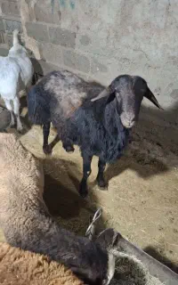 قوچ نژاد دار