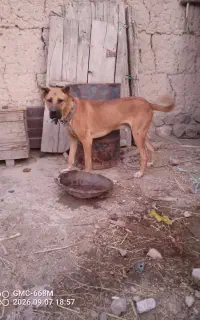 سرابی