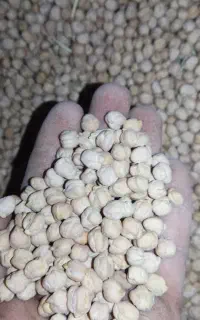 پنج تن نخود سایز درشت بهاره