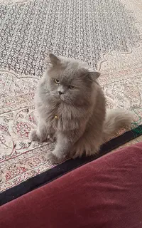 جفت گیری گربه پرشین