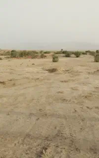 تعدادی بز و بزغاله گم شده
