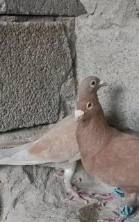 کبوتر پلاکی جفت