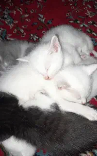 ۳ تا گربه سفید