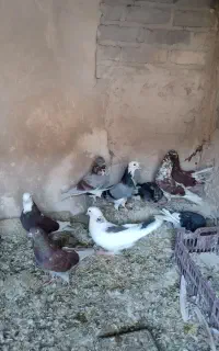 12عدد کبوتر