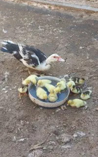 ۸تاجوجه ردک اسرائیلی با مادر
