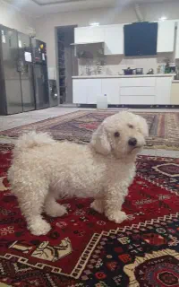 سگ شیتزو