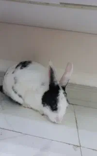 خرگوش زیبا