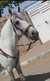 اسب نریون