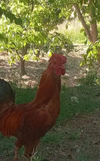 خروس