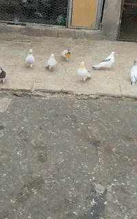 کبوتر پرشی