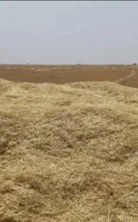 کاه