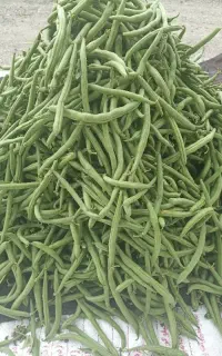 لوبیا سبز کوه