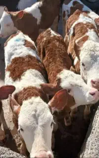 فروش گوساله های نژاددار از دامداری ها ومیدان بزرگ
