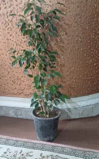 تعدادی گل طبیعی فروش ومعاوضه
