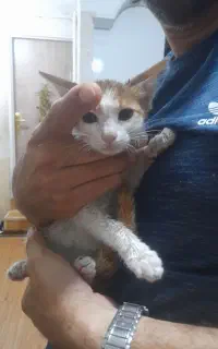 واگذاری بچه گربه