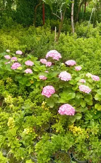 حراج گل وکیاه، شمشاد یاس شفلر و