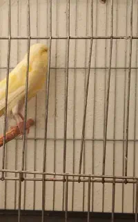 قناری نر و ماده