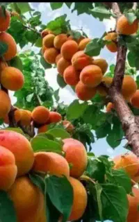 نهال زردالودرنهالستان