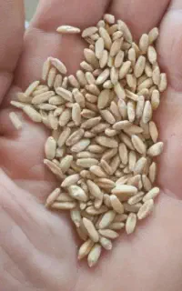 ۳تن گندم دیم آذر ۲