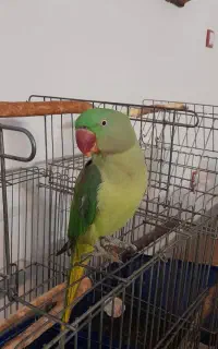 شاه طوطی
