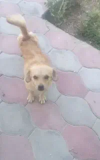 سگ گمشده