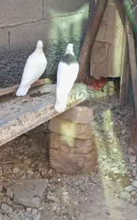 جوجه مرغ و خروس ومرغ خروس بزرگ و دوعدد کبوتر
