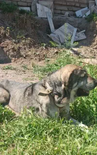 سگ پژدر
