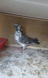 کفتر قاره نر پرشی