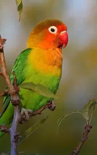 کوتوله ماده