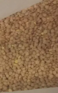 عدس