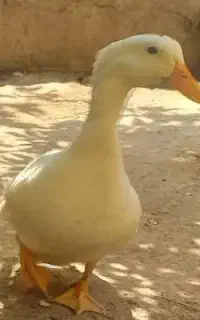 فروش اردک فوری