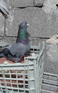سبز آبادانی نر