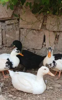 فروش اردک و خروس