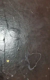 09133310183. 09043310183