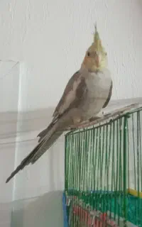 عروس هلندی۹۰۰