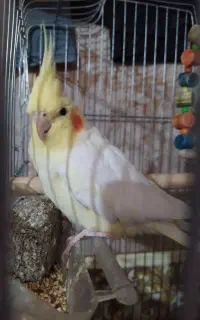 عروس هلندی