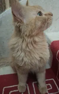 گربه نر