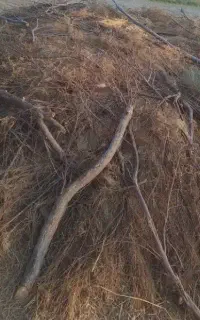 کاه