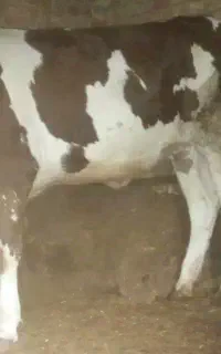 گوساله چاق ماده هم کشتار هم داشتی